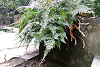 圖二：植物園棚架區栽種的杯狀蓋陰石蕨