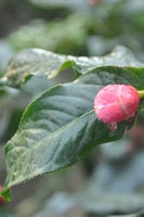 圖一：越南抱莖茶的花蕾