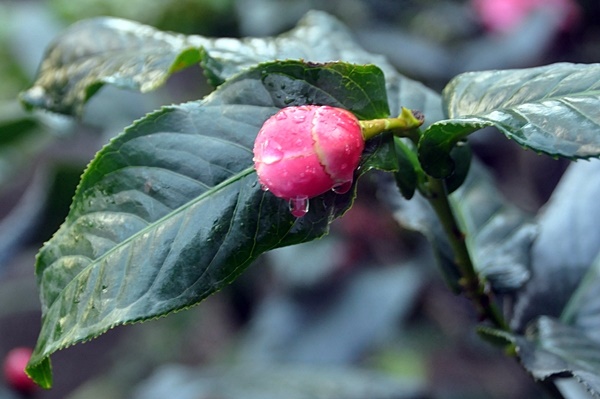 圖一：越南抱莖茶的花蕾