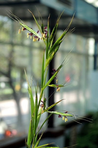 圖二：玫瑰草的花