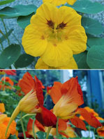 圖二：金蓮花的花朵造型特殊，下圖可以看見後方延伸的「距」。
