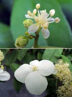 圖二：華八仙可孕性的花（上）與不孕性的花（下）
