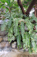 圖一：季風雨林區蛙池瀑布旁的長葉腎蕨