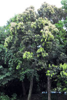 圖一：季風雨林區栽種的校櫟
