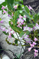 圖二：本館季風雨林區栽種的櫻石斛