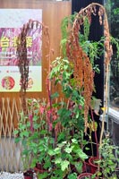 圖一：本館植物園璀璨良食臺灣藜特展展出的臺灣藜植株