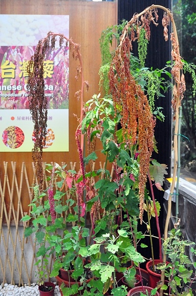 圖一：本館植物園璀璨良食臺灣藜特展展出的臺灣藜植株