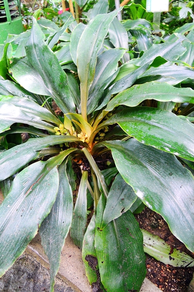 圖二:溫室中正在開花結果的橙柄草 圖二:溫室中正在開花結果的橙柄草