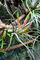 圖一：本館植物園熱帶雨林溫室栽培的空氣鳳梨（女王頭）