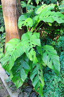 圖一：本館植物園熱帶雨林溫室栽培的多孔龜背芋