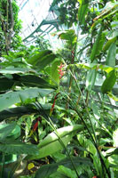 圖二：熱帶雨林溫室中的金鳥赫蕉