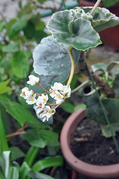 圖一：本館植物園熱帶雨林溫室栽培的有脈秋海棠