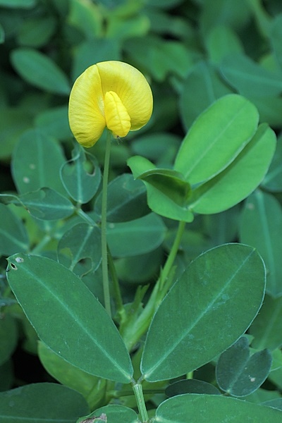 圖一：蔓花生植株