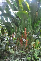 熱帶雨林溫室中的大豔紅赫蕉