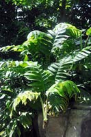 圖一：本館植物園熱帶雨林溫室栽培的拎藤龜背芋