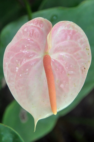 花燭品種台農四號-紅粉女孩在高溫期，佛焰苞肩部的綠色幾乎看不見。