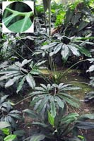 圖一：熱帶雨林溫室中的鵝掌蔓綠絨，左上角圖中可以看見葉片中肋兩側的極窄葉身。
