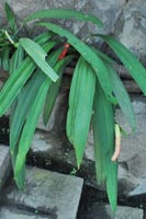 圖二：本館熱帶雨林溫室中栽植的貝氏花燭