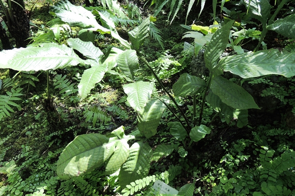 圖一：本館植物園特展室栽培的傅氏三叉蕨