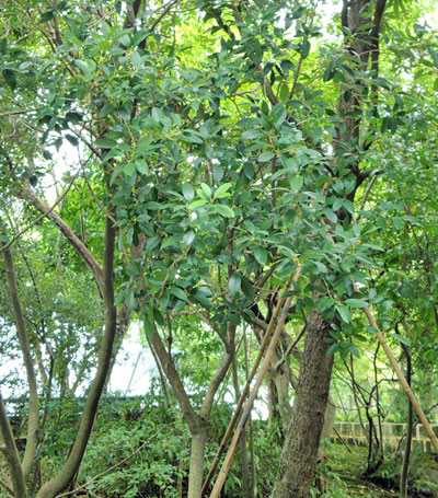 圖二：季風雨林區中的小葉木犀