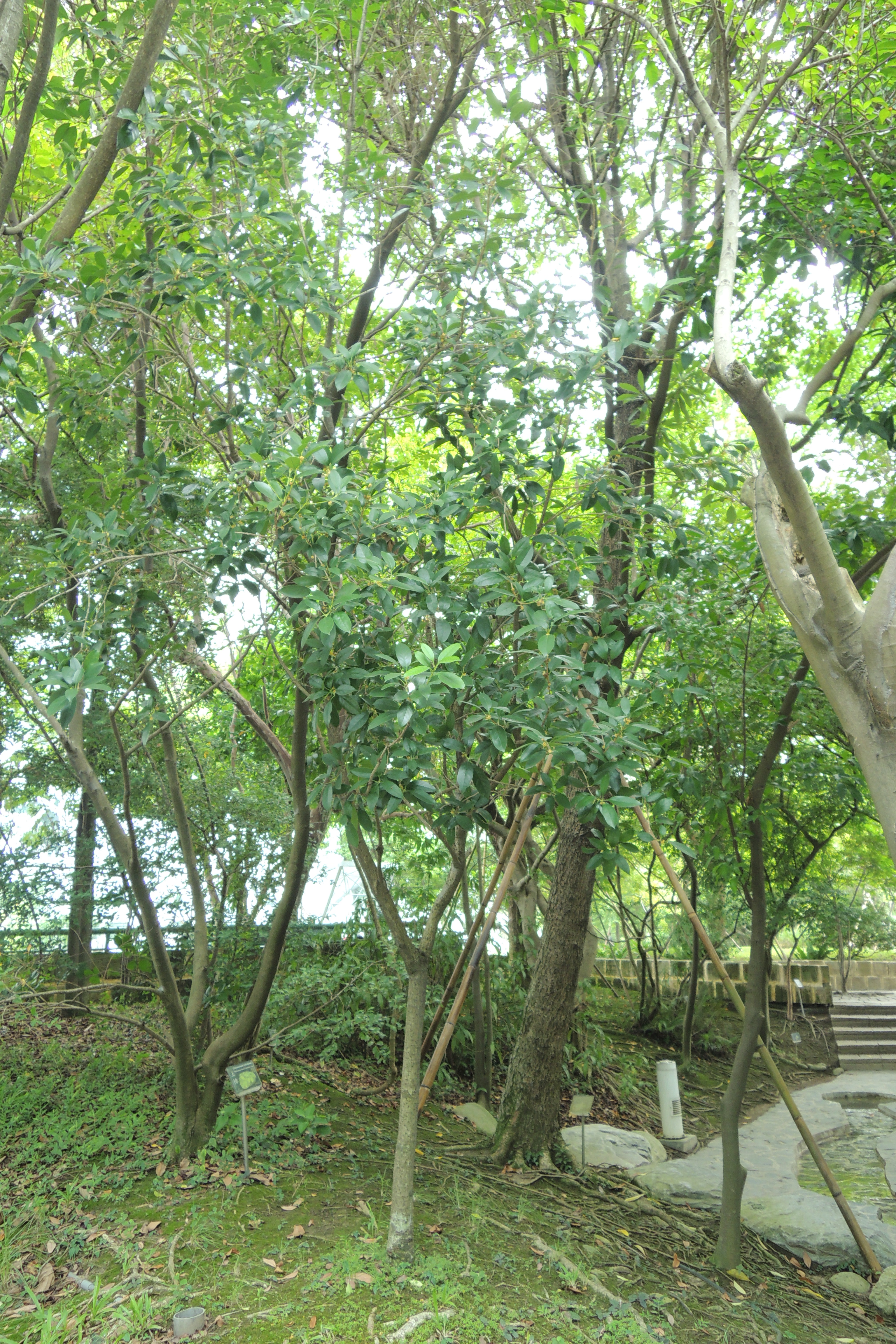 圖二：季風雨林區中的小葉木犀