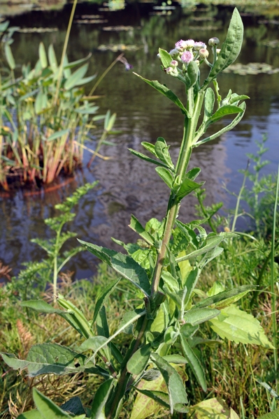 圖一：本館植物園中央大池旁的翼莖闊苞菊