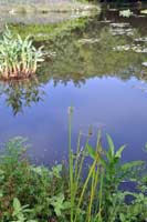 圖一：本館植物園中央大池旁的水毛花