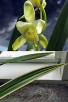 觀音爪的花(上圖)與葉片上淡黃色的長爪(下圖)