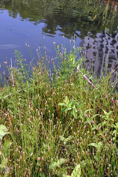 植物園大水池邊的針藺植株