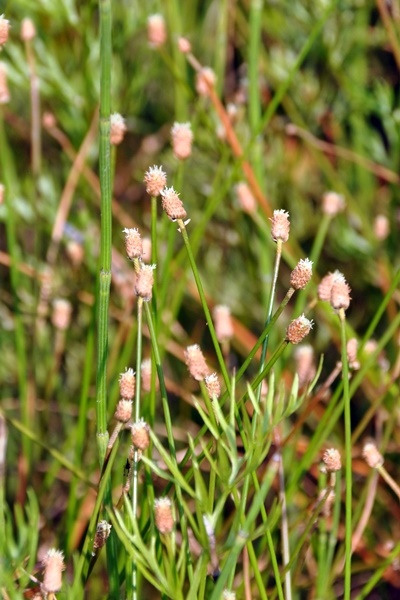 針藺的花序