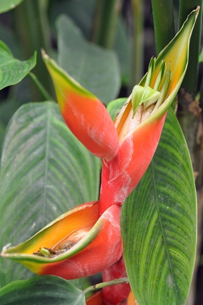 大豔紅赫蕉