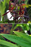 金華山報歲蘭的花(上)與葉片尖端的線藝「爪」