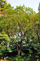 圖一：植物園北部區種植的臺灣烏心石