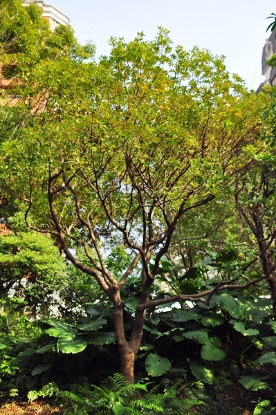 圖一：植物園北部區種植的臺灣烏心石