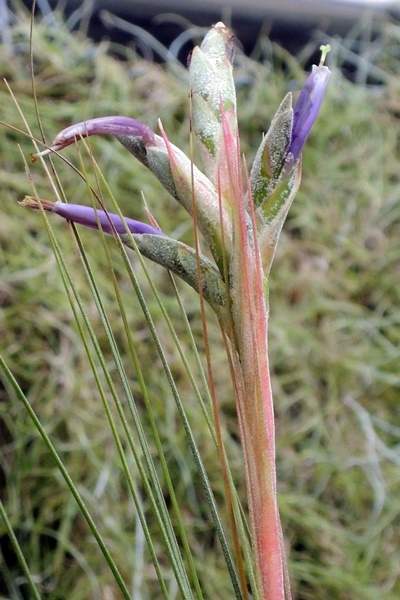 大三色空氣鳳梨的花為管狀紫色花