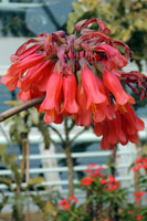 圖一：洋吊鐘的紅色鐘形花