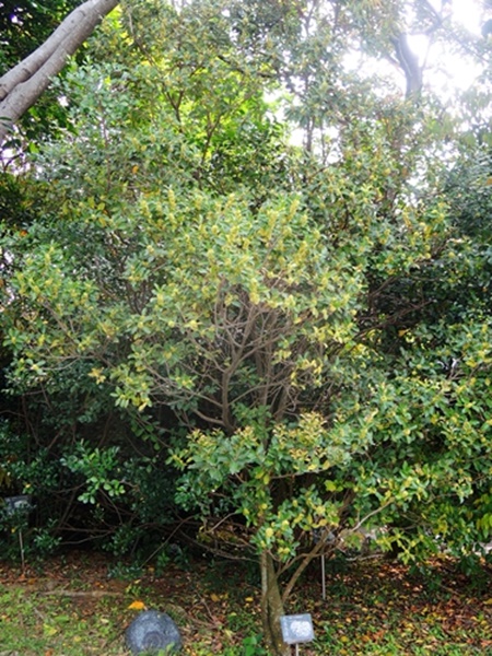 本館植物園栽種的烏來冬青