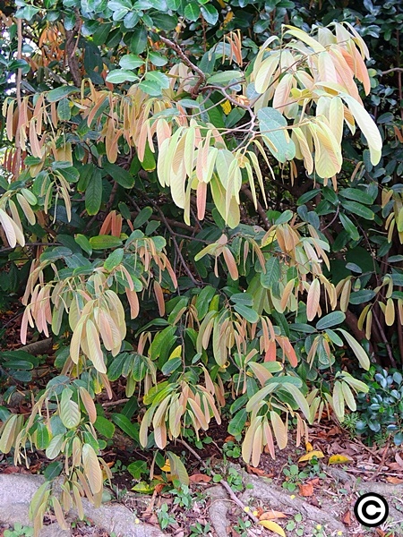 本館植物園栽種的瓜馥木正在萌發新葉