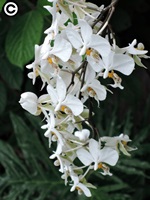 熱帶雨林溫室中栽種的史塔基蝴蝶蘭