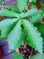 思茅櫧櫟的葉片邊緣有向內彎曲的鋸齒