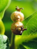 發育中的思茅櫧櫟果實