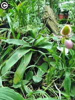熱帶雨林溫室栽種的奇花兜舌蘭