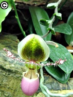 奇花兜舌蘭是續花性的仙履蘭