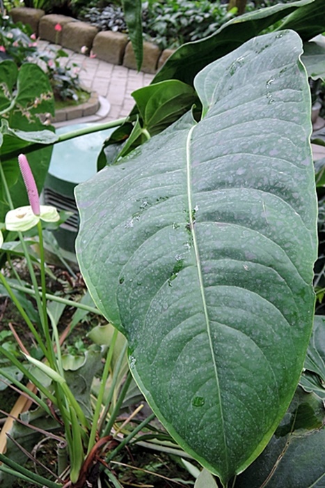 栽種於熱帶雨林溫室的花燭之王