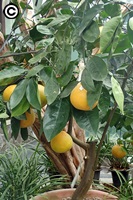 植物園特展室展出的明尼橘柚結果植株