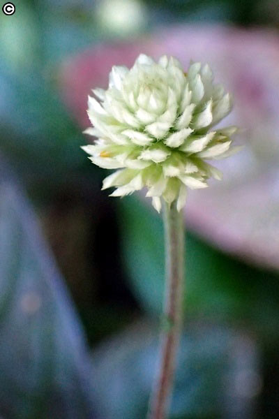 紅龍草的頭狀花序