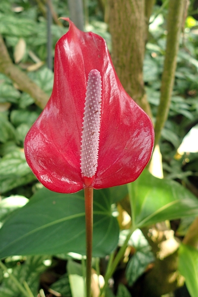 粉熱情花燭的美麗花序