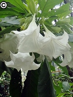 大花曼陀羅花朵外形看似是白色大喇叭