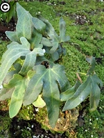 葉形特徵明顯的槭葉石葦