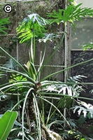 本館熱帶雨林溫室中栽種的羽裂蔓綠絨
